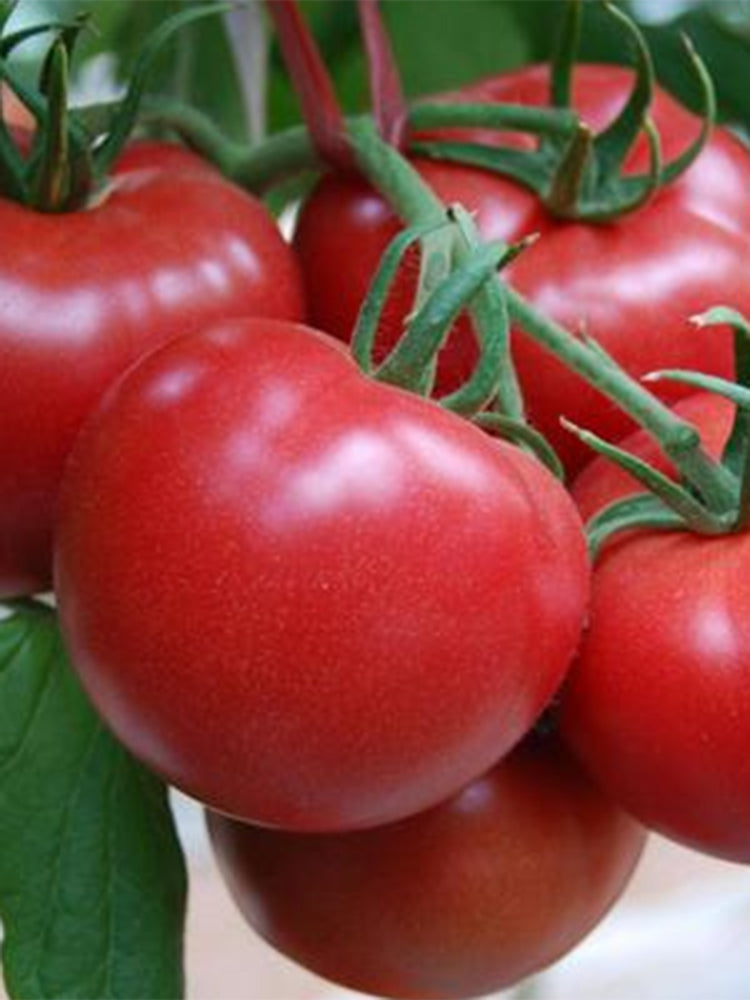 Belia Tomato