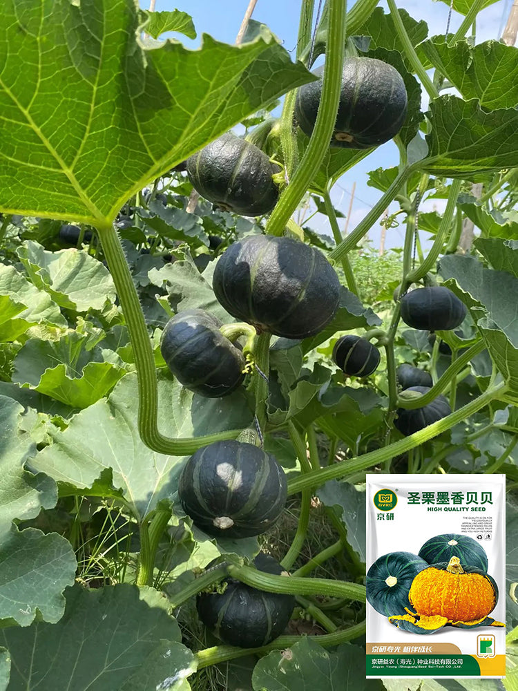 Moxiang BeiBei Pumpkin