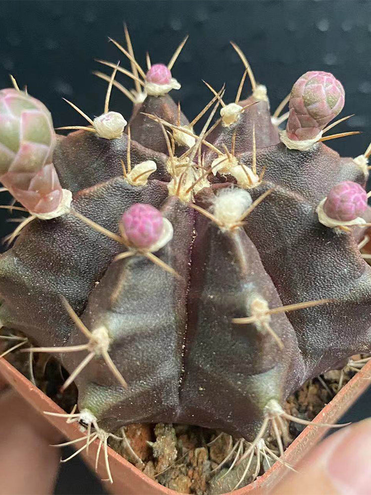 Gymnocalycium mihanovichii 'Hibotan Purple'