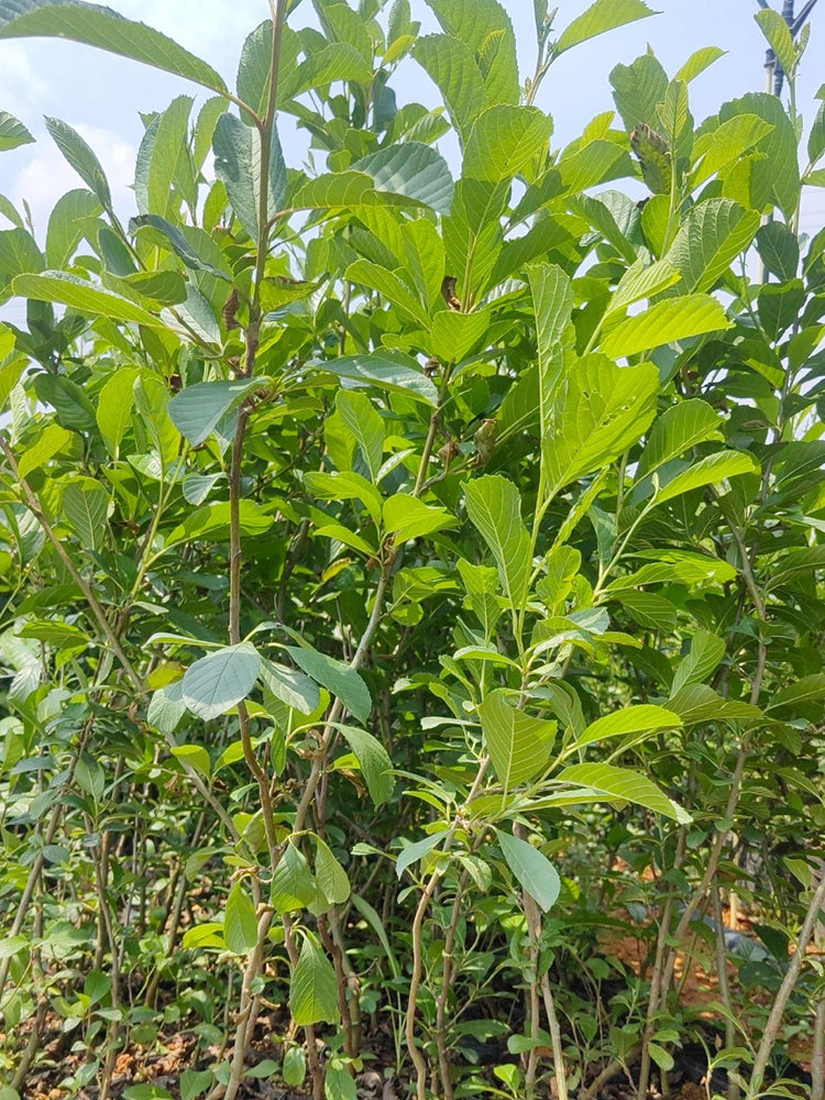 Alnus delavayi