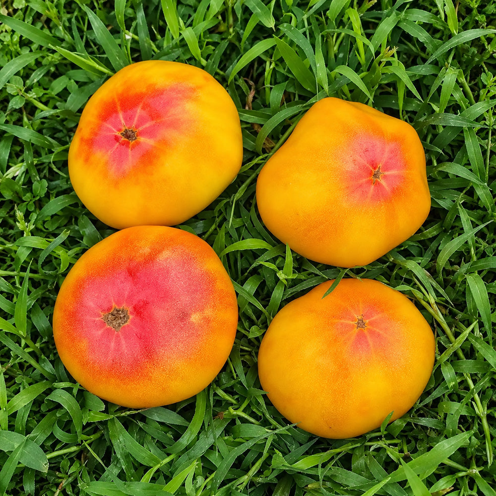 76 Northern Lights Tomato