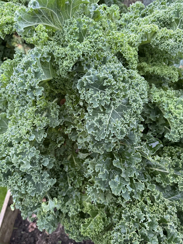 Curly kale (Brassica oleracea var. acephala)