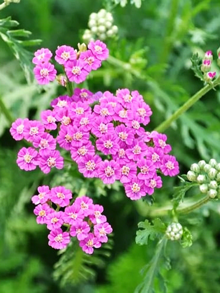 Pink Yarrow