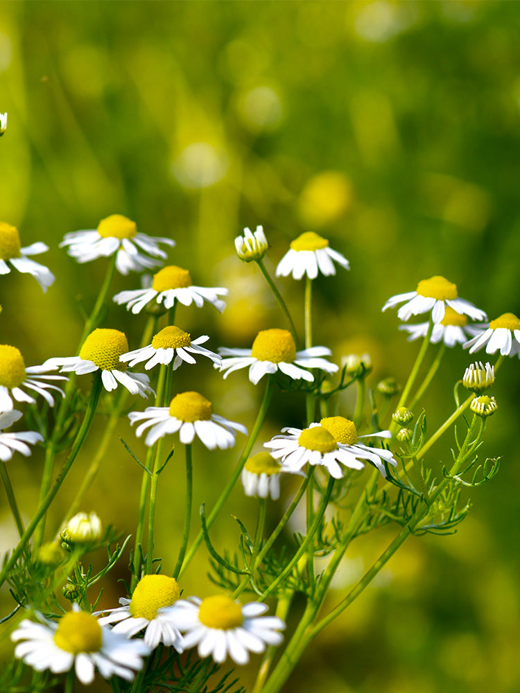 Hezhichun German Chamomile