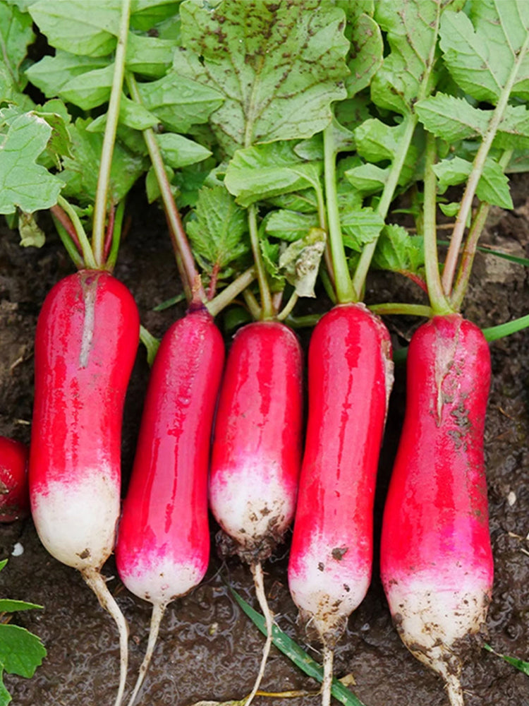 Thumb-sized Fruit Radish