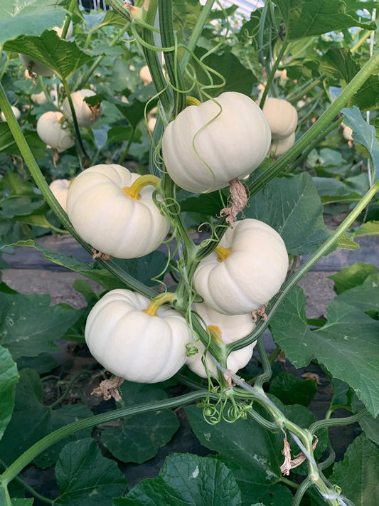 White Baby Pumpkin