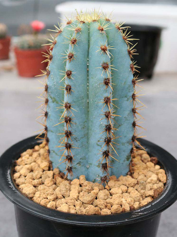 Pilosocereus pachycladus