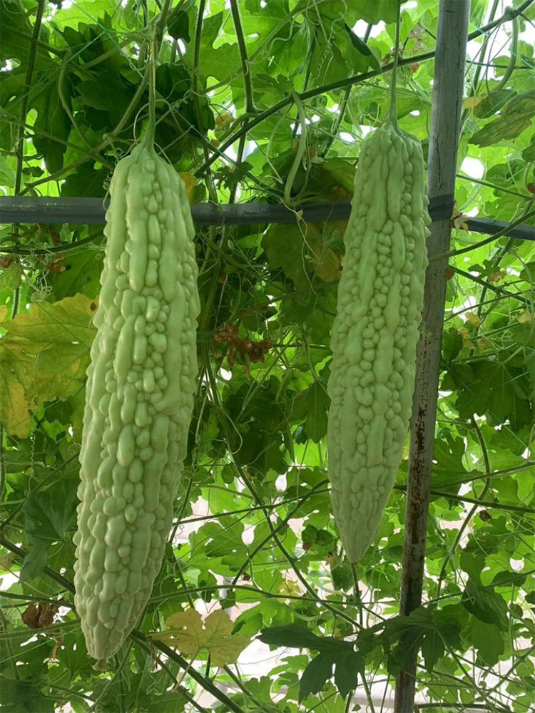 Silver Jubilee Pearl Bitter Gourd F1