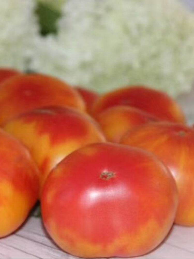 1037 Honey Avenue Tomato