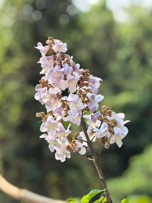 Paulownia fortunei