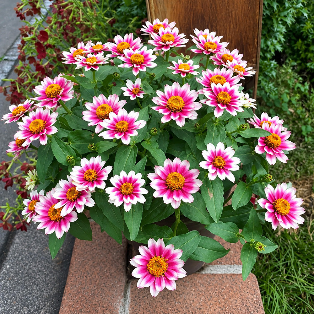 W1343 Zahara Starlight Rose Zinnia
