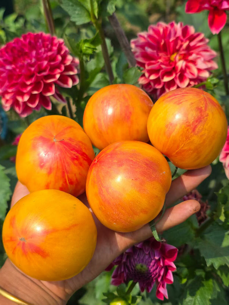 1085 Karba Pearl Tomato