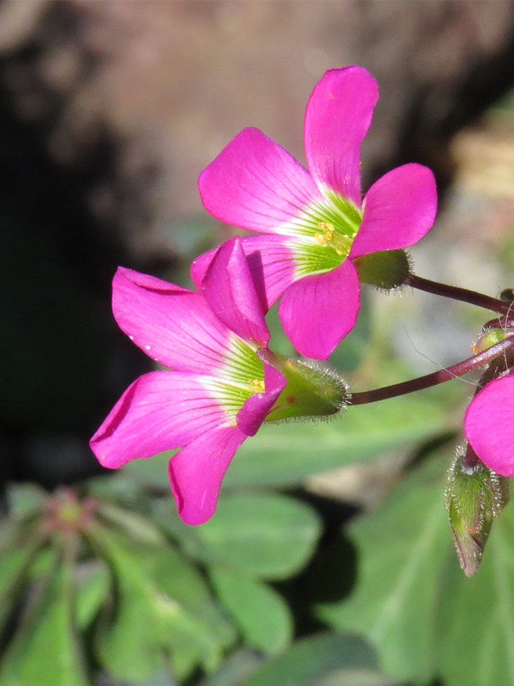 Oxalis lasiandra