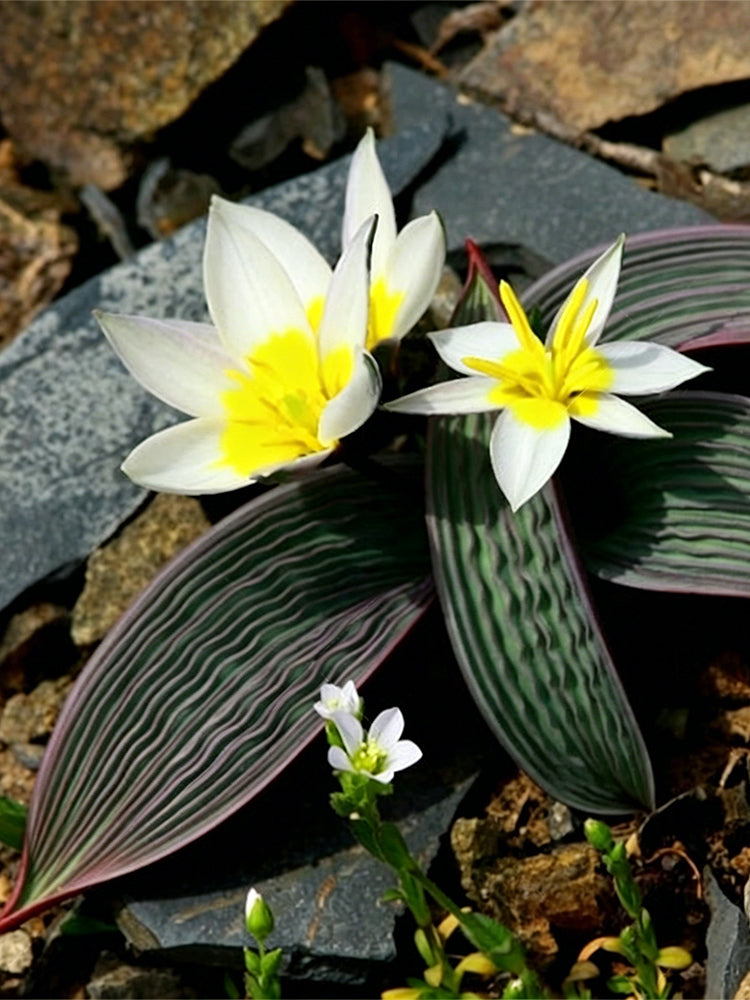 Tulipa regelii