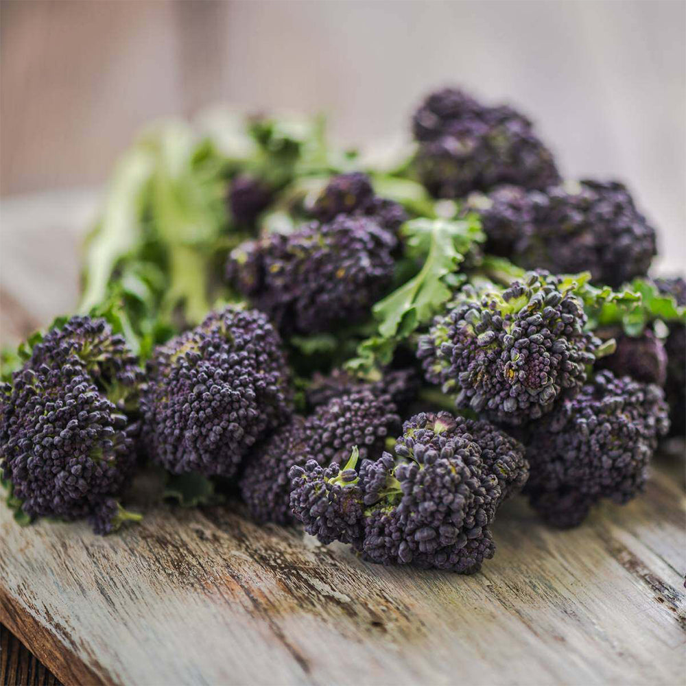 U2421 Early Purple Sprouting Broccoli