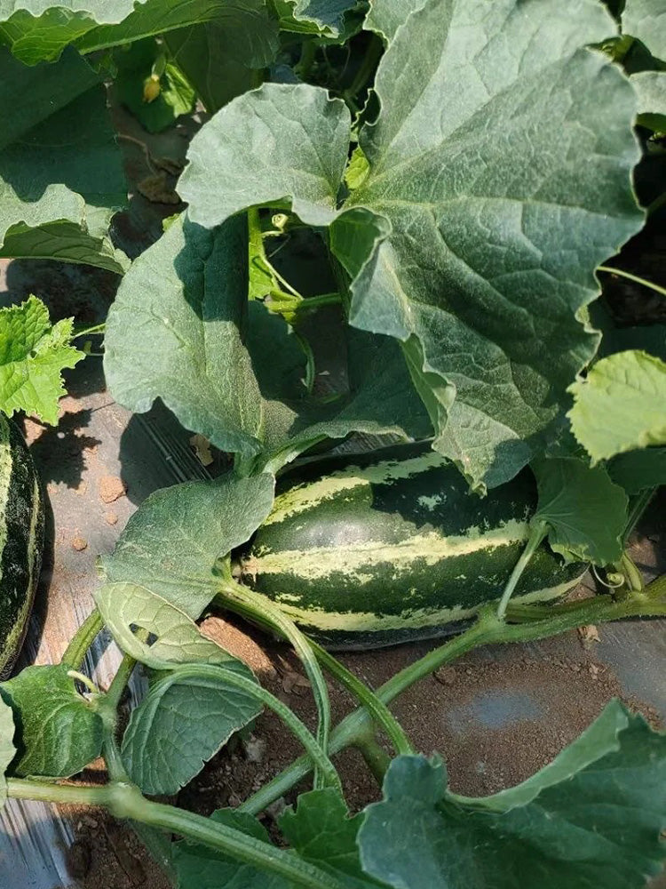 Yiwo Wu Sweet Melon