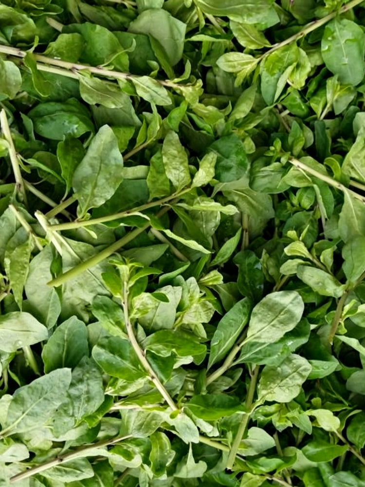 Fruitless Edible Leaf Wolfberry