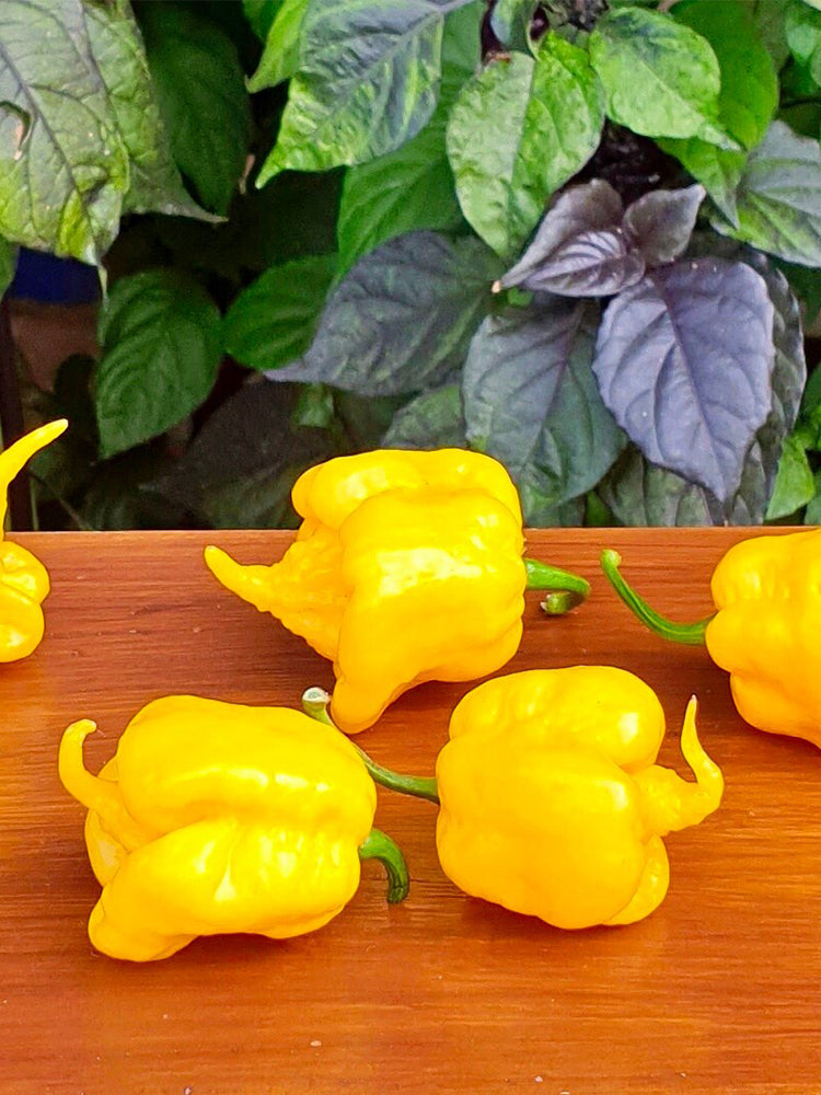 Yellow Carolina Reaper Pepper