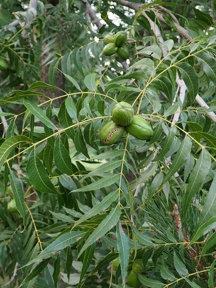 Pecan