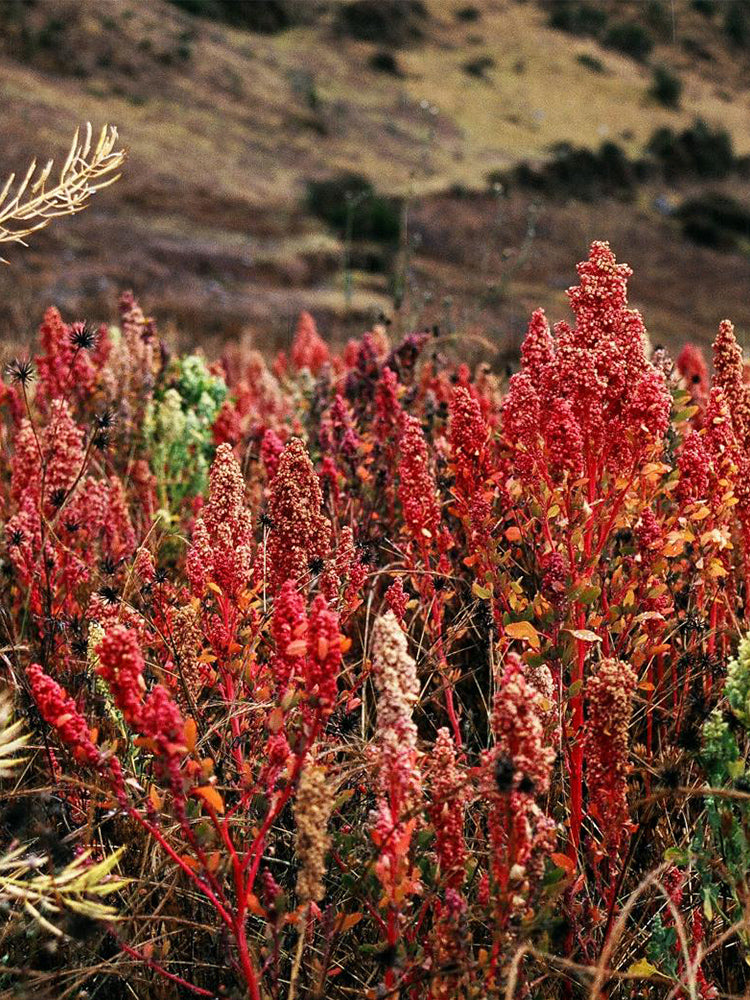 Red Quinoa