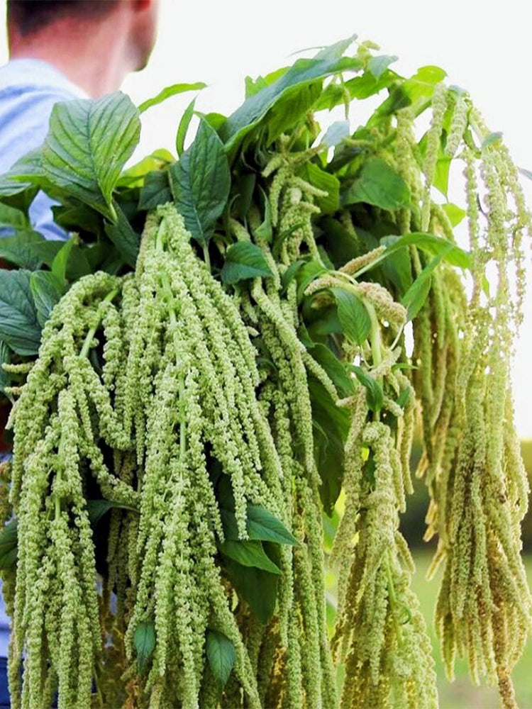 Green Love-lies-bleeding Flower