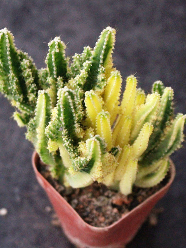 Variegated 'Fairy Castle' Live Cactus