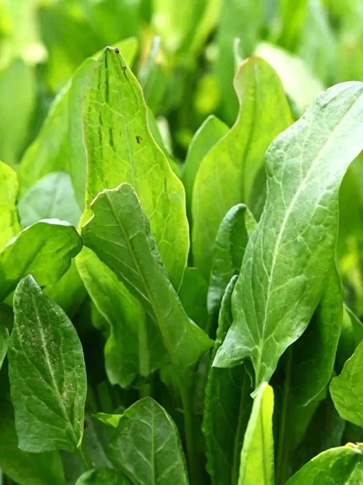 Broad Leaf Sorrel