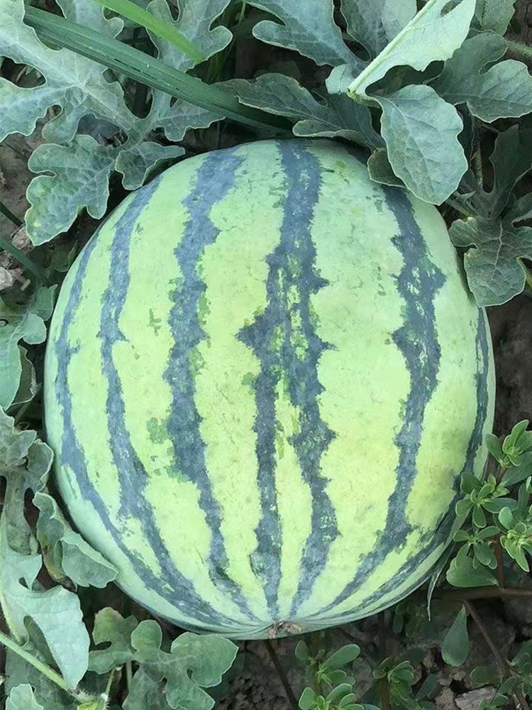 'Xia Shi No.1' Hybrid Watermelon