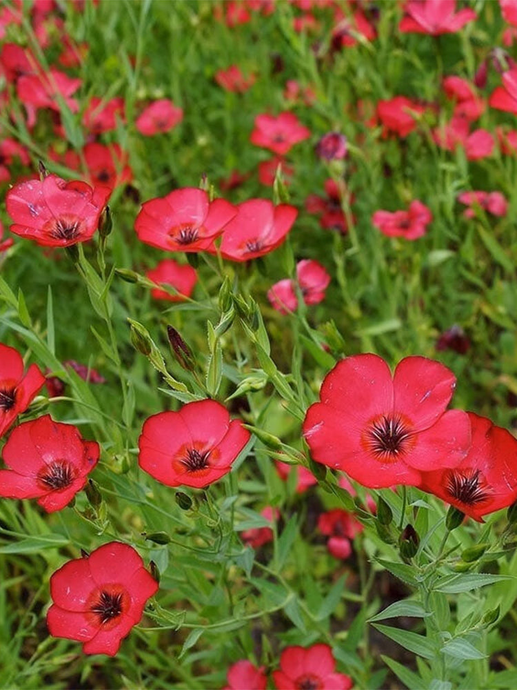 Hezhichun Scarlet Flax