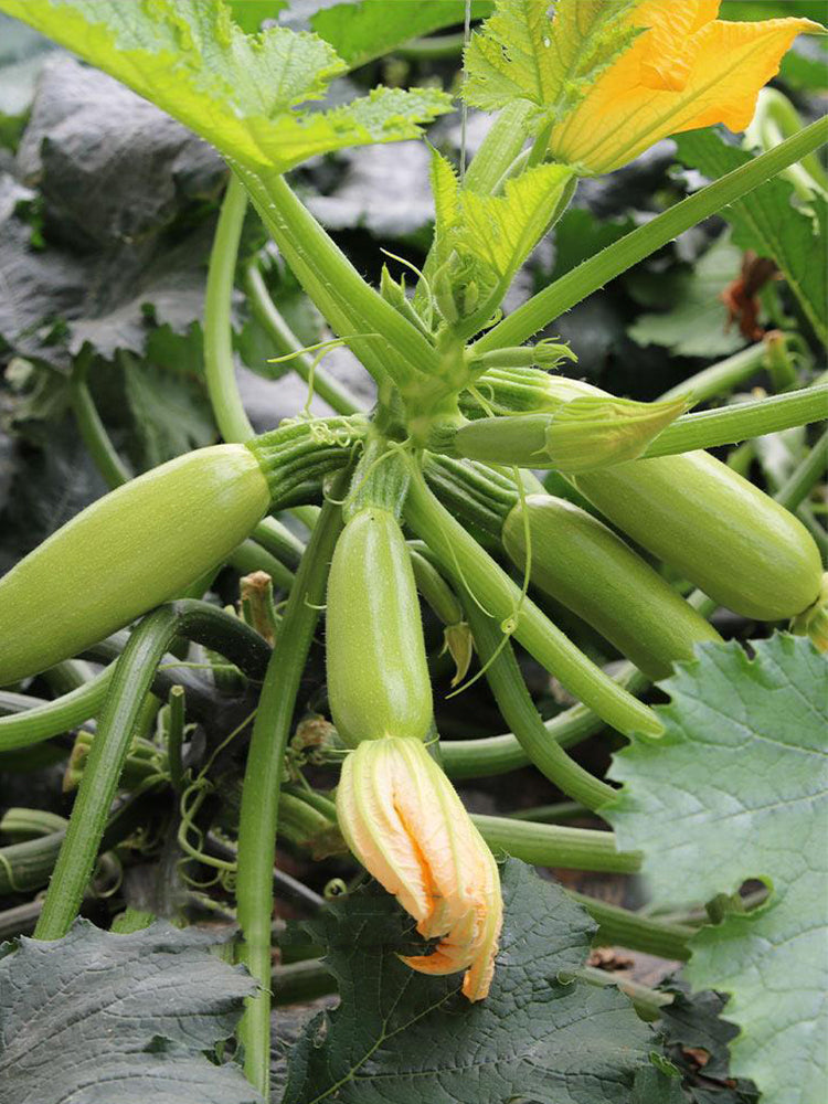 Zaoqing Zucchini