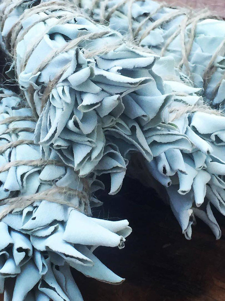 California White Sage