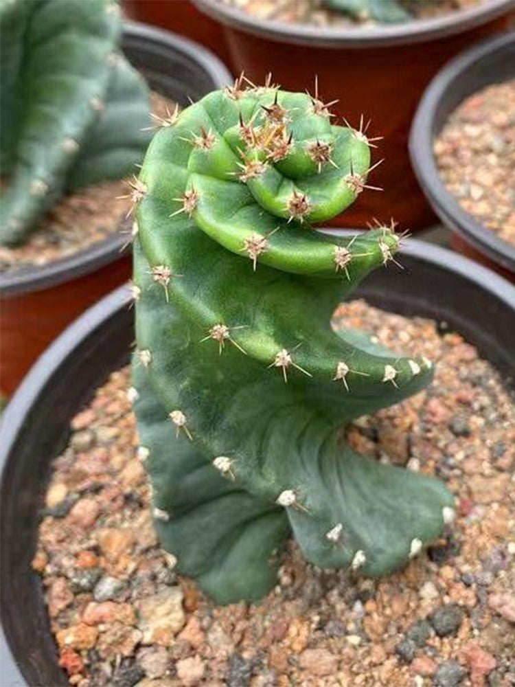 Cereus forbesii 'Spiralis'
