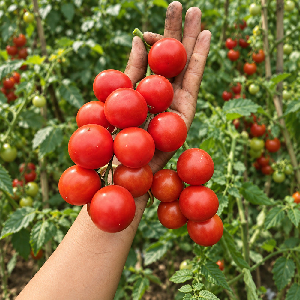 338 Minusinsk Red Cherry Tomato