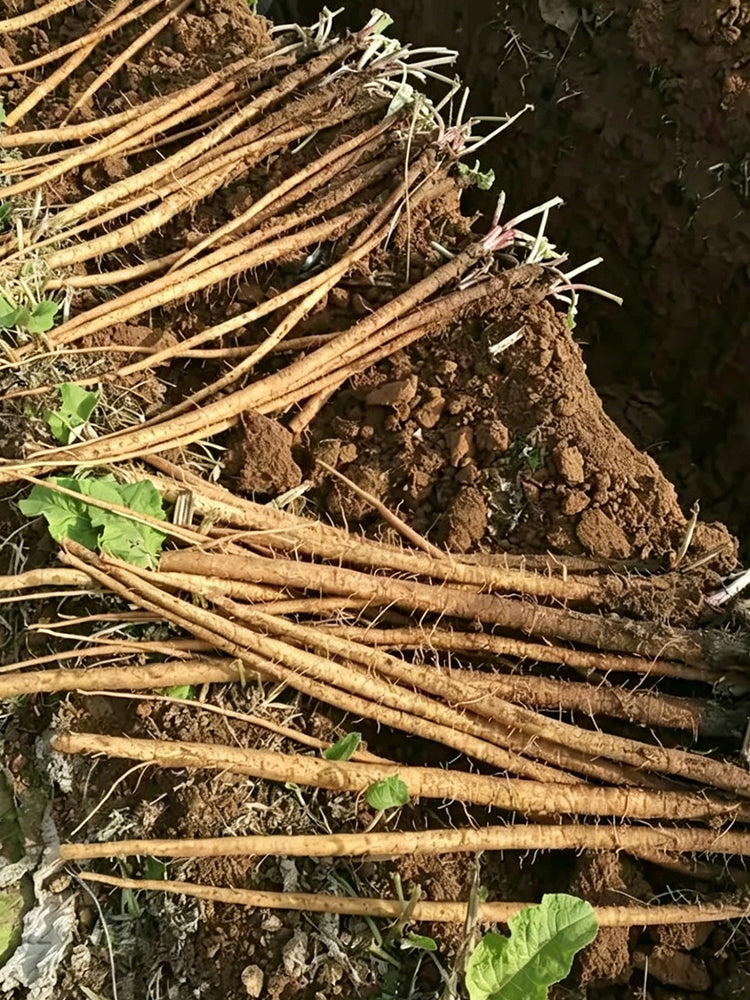 Burdock