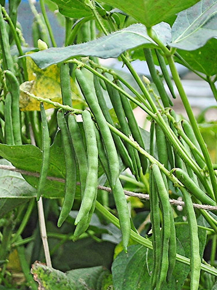 Xiangsi Red Bean