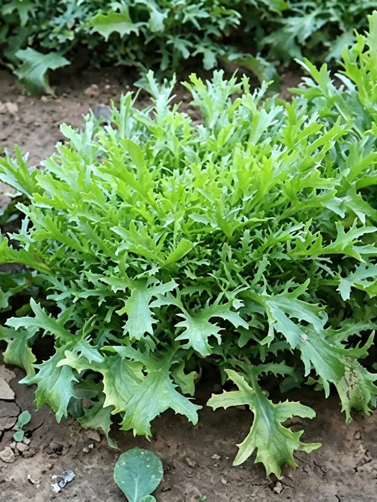 Curly Endive