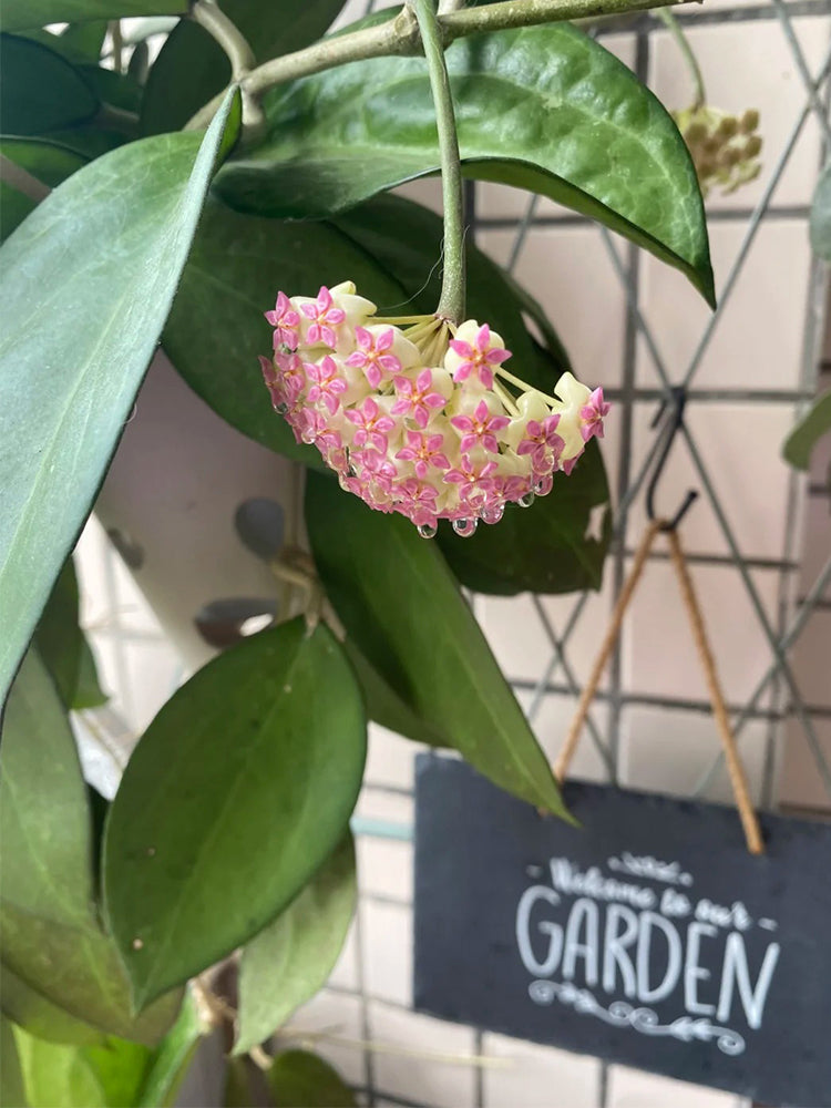 Hoya icensis Unrooted Stem Cuttings