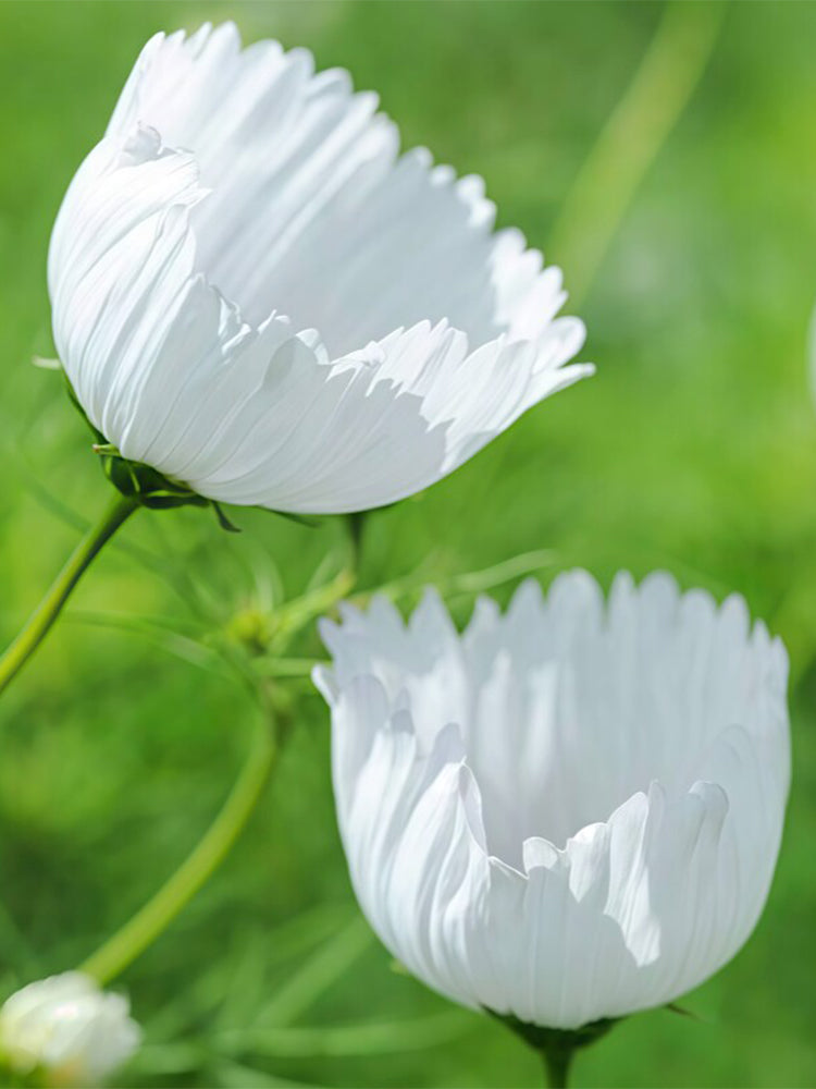 Hezhichun Cosmos bipinnatus 'Cupcakes White'
