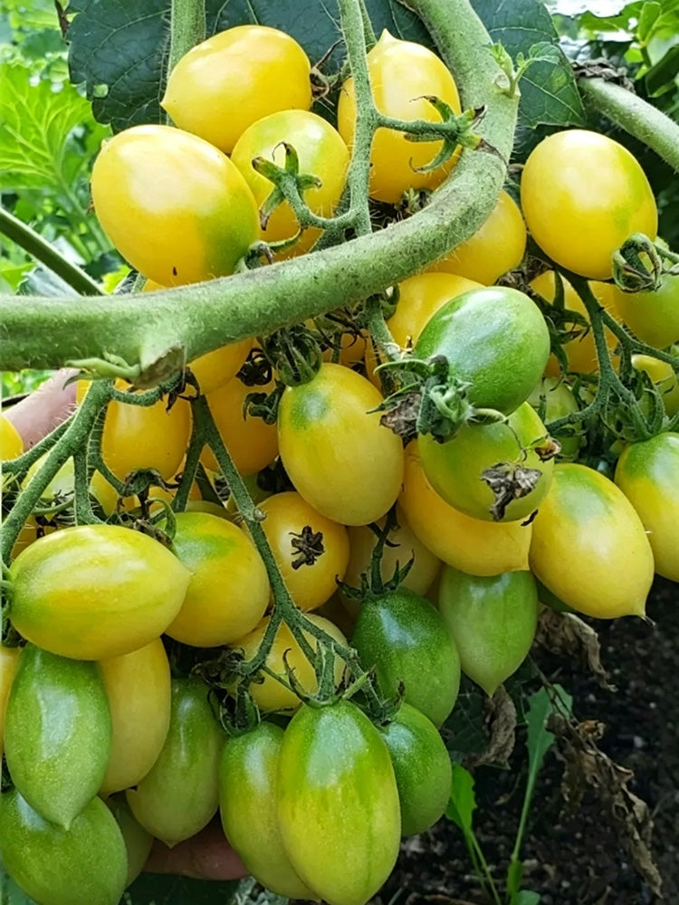 Crazy Barry Cherry Tomato