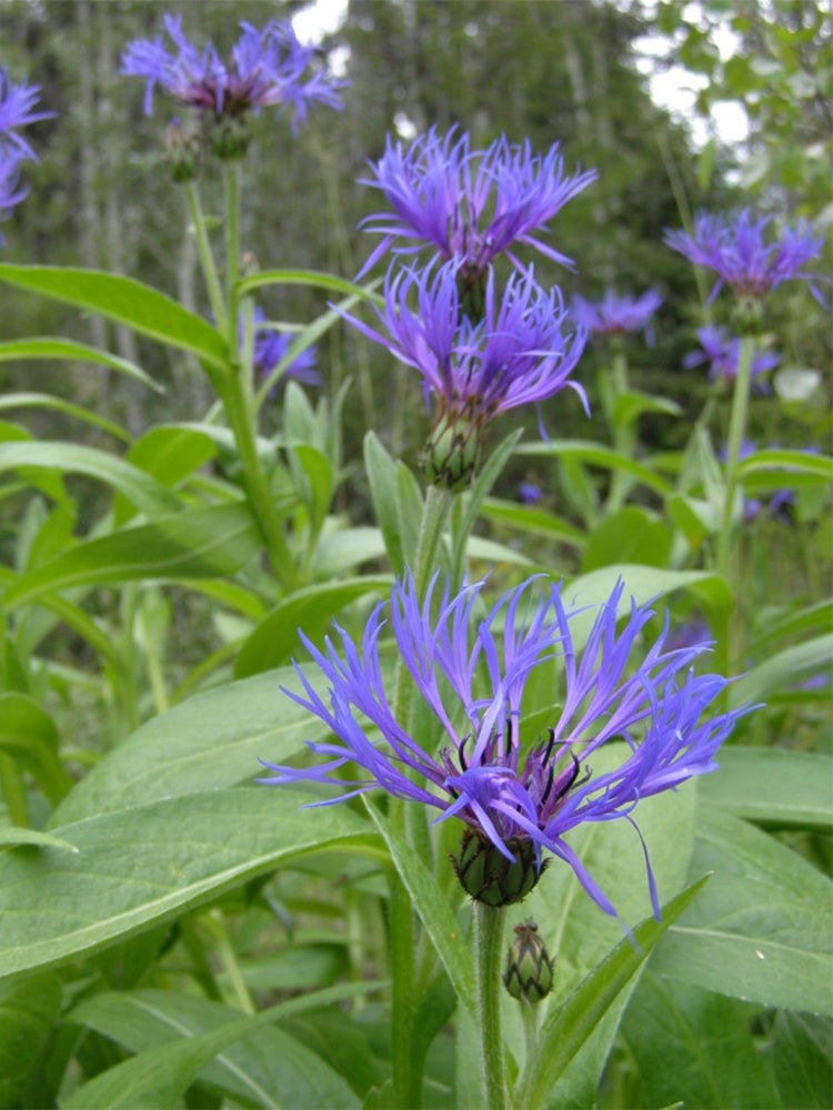 Mountain Bluet