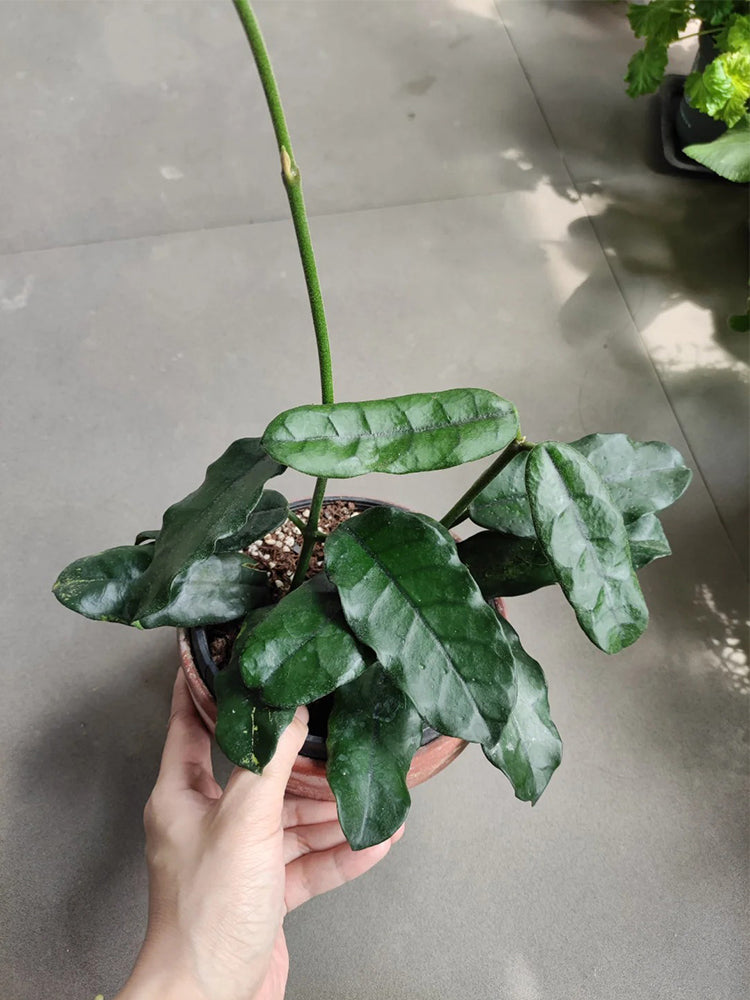 Hoya latifolia Unrooted Stem Cuttings