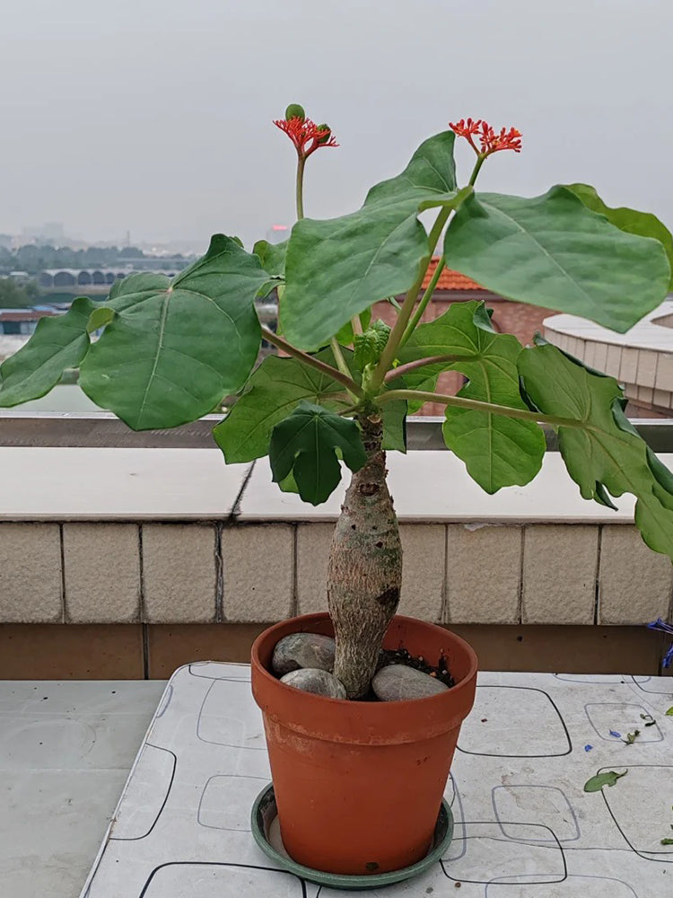 Buddha Belly Plant