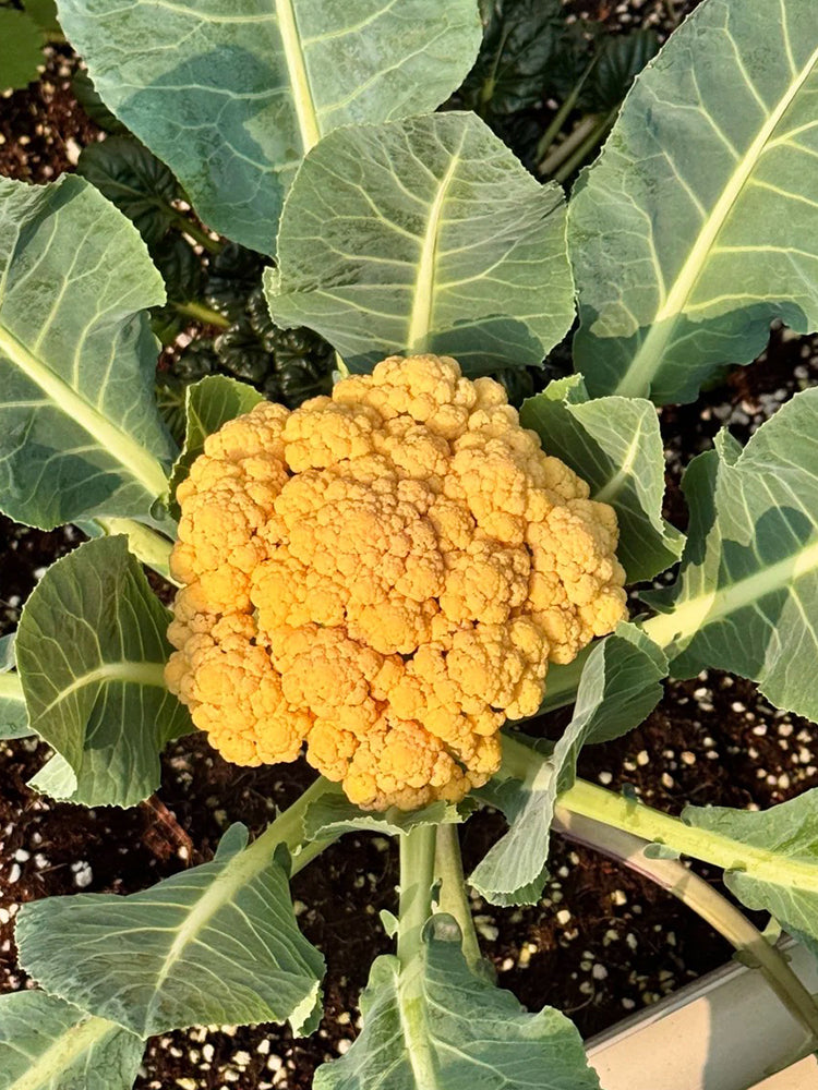 Jin Buhuan Cauliflower