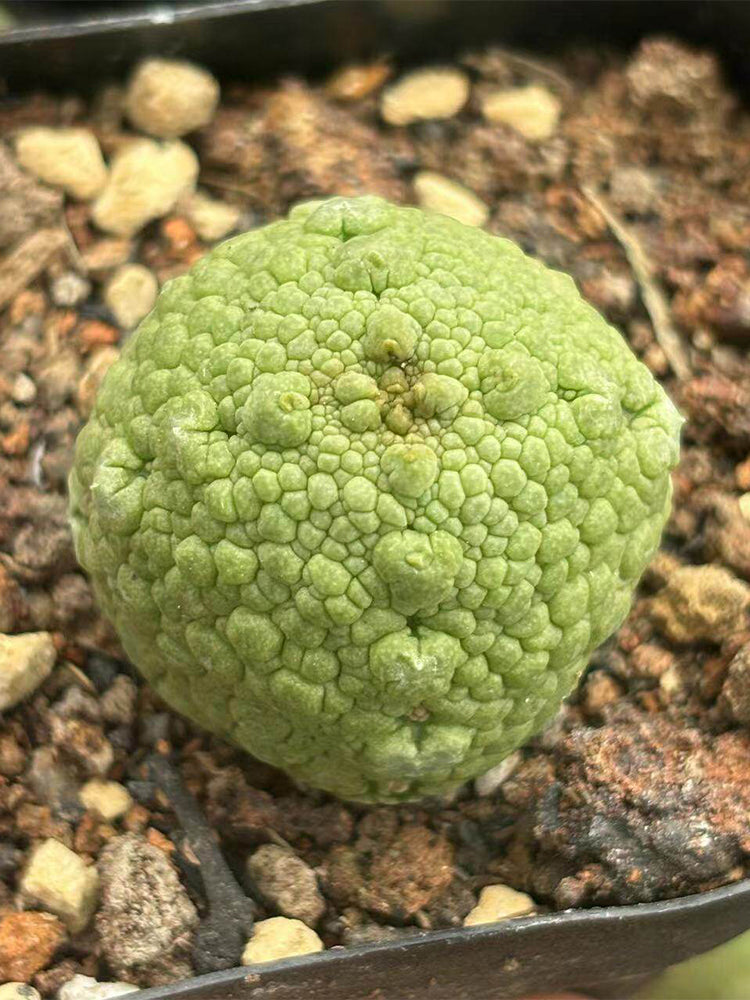 Pseudolithos migiurtinus