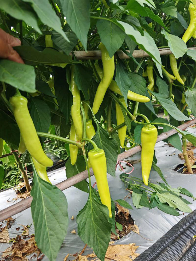 Guangxi White Jade Chili