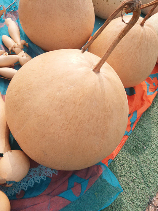 Extra Large Bottle Gourd