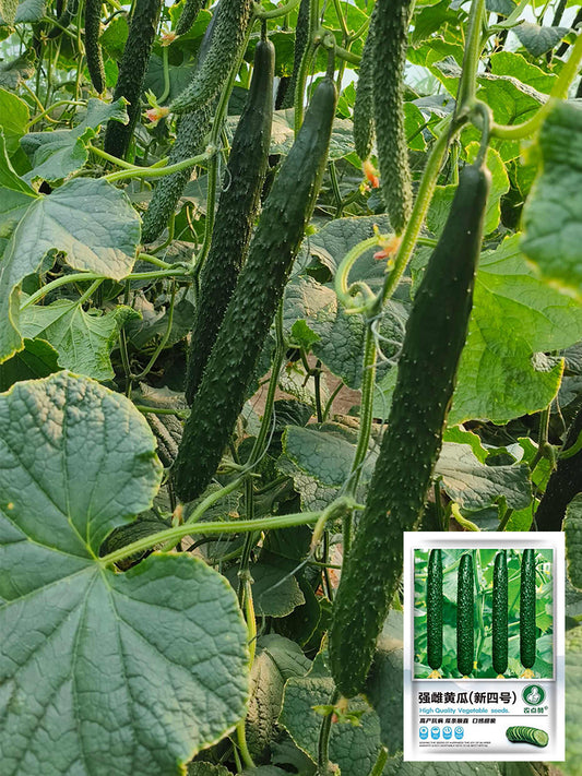 'New No. 4' Gynoecious Cucumber