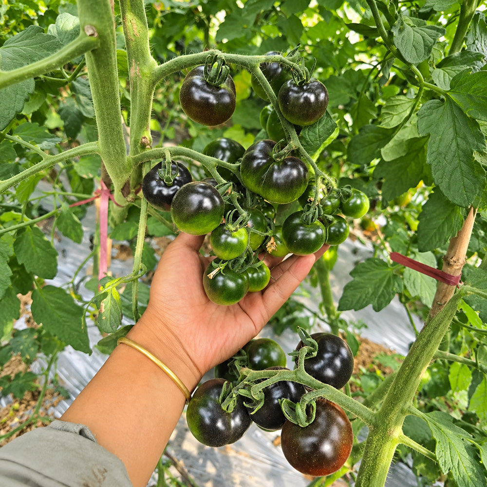 326 Blueberry Blues F1 Tomato