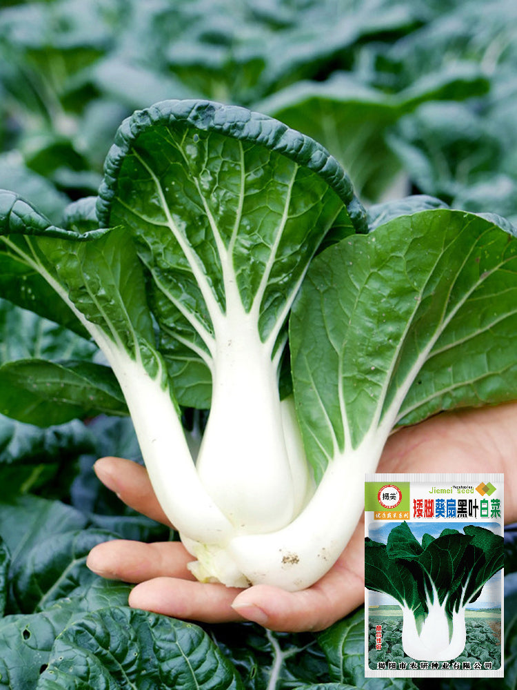 Dwarf Black-leaf Pak Choi