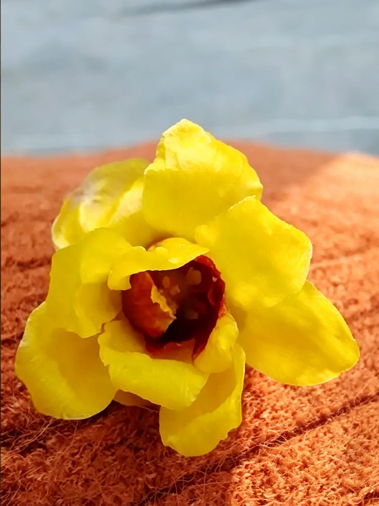 Guifei Sandalwood Wintersweet